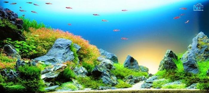 Dán tranh 3D bể cá tiết kiệm chi phí đầu tư