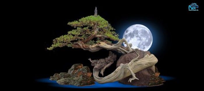 Tranh phù hợp với nhiều loại cá cảnh