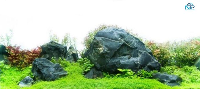 Tranh bể cá thiên nhiên cây cỏ