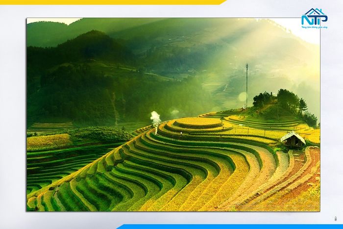 Tranh ruộng bậc thang giúp không gian sống động hơn